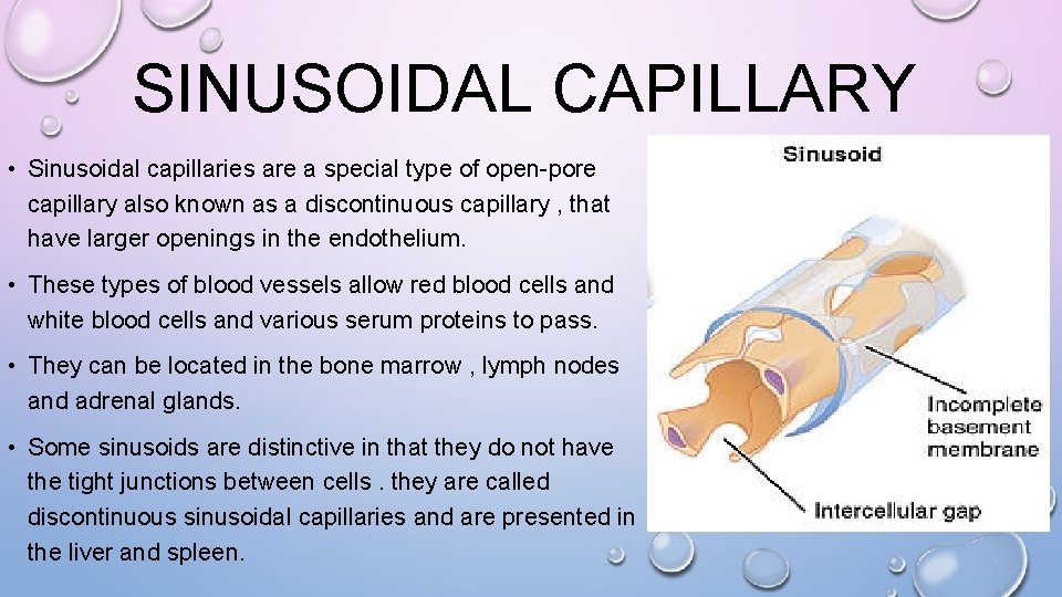 SINUSOIDAL CAPILLARY • Sinusoidal capillaries are a special type of open-pore capillary also known