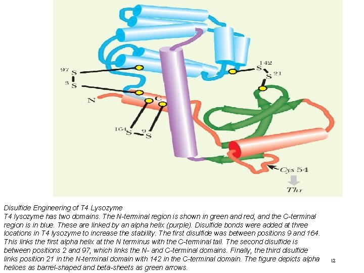 FIGURE 11. 2 Disulfide Engineering of T 4 Lysozyme T 4 lysozyme has two