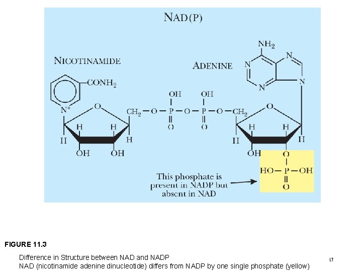 FIGURE 11. 3 Difference in Structure between NAD and NADP NAD (nicotinamide adenine dinucleotide)