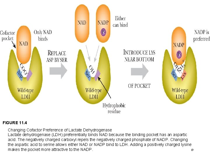 FIGURE 11. 4 Changing Cofactor Preference of Lactate Dehydrogenase Lactate dehydrogenase (LDH) preferentially binds