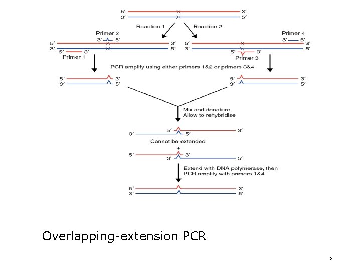 Overlapping-extension PCR 2 