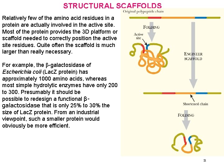 STRUCTURAL SCAFFOLDS Relatively few of the amino acid residues in a protein are actually