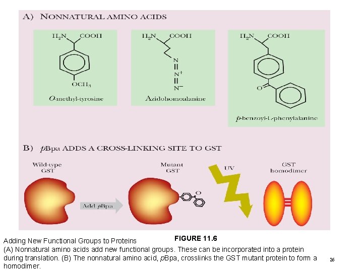 FIGURE 11. 6 Adding New Functional Groups to Proteins (A) Nonnatural amino acids add