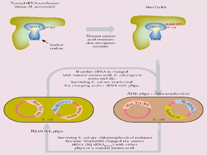 p-benzoyl-L-phenylalanine Positive and Negative Selections for Mutant t. RNA Synthetase toxin gene chloramphenicol resistance