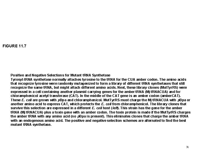 FIGURE 11. 7 Positive and Negative Selections for Mutant t. RNA Synthetase Tyrosyl-t. RNA