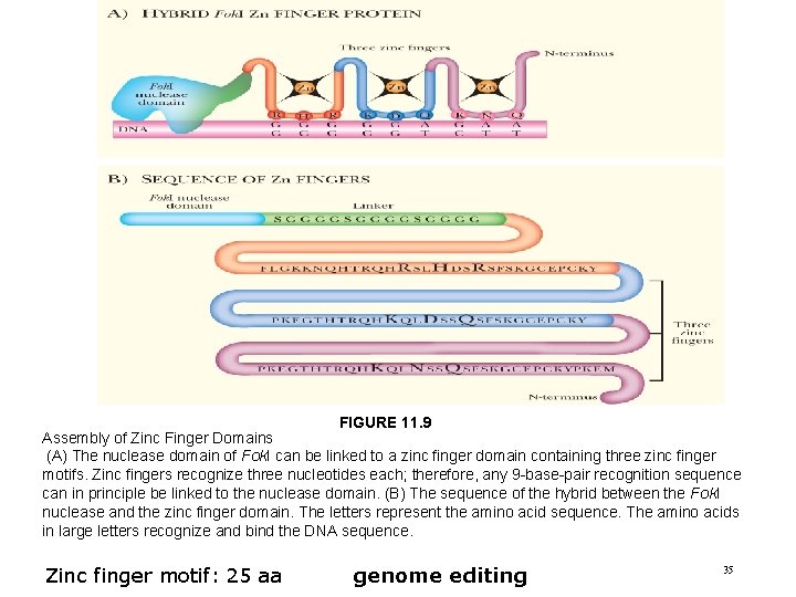 FIGURE 11. 9 Assembly of Zinc Finger Domains (A) The nuclease domain of Fok.