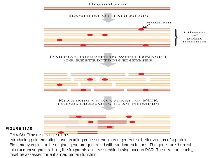 FIGURE 11. 10 DNA Shuffling for a Single Gene Introducing point mutations and shuffling