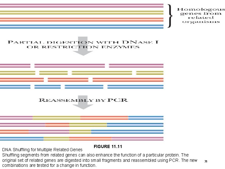 FIGURE 11. 11 DNA Shuffling for Multiple Related Genes Shuffling segments from related genes
