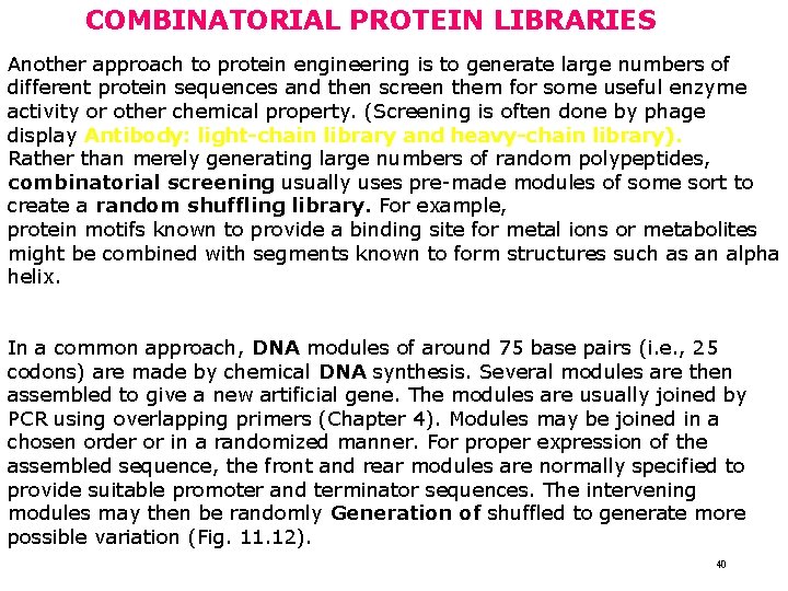 COMBINATORIAL PROTEIN LIBRARIES Another approach to protein engineering is to generate large numbers of