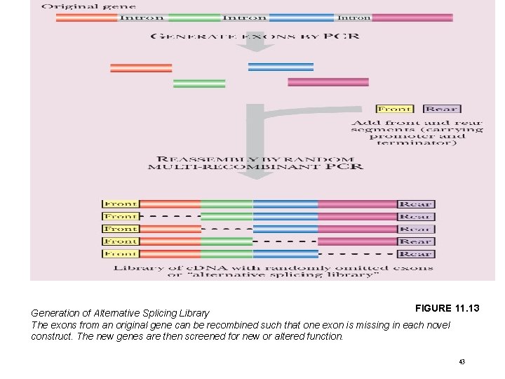 FIGURE 11. 13 Generation of Alternative Splicing Library The exons from an original gene