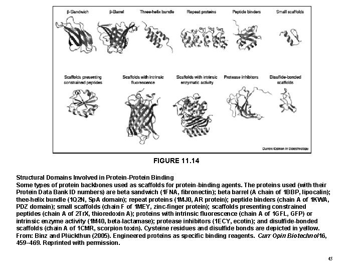 FIGURE 11. 14 Structural Domains Involved in Protein-Protein Binding Some types of protein backbones