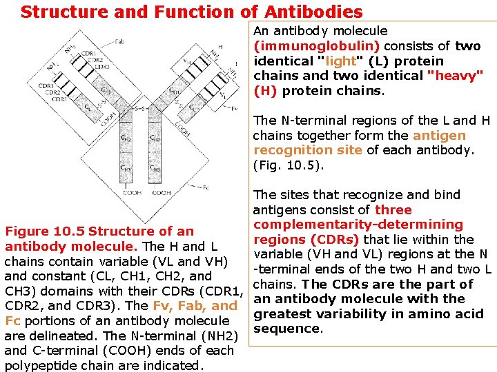 Structure and Function of Antibodies An antibody molecule (immunoglobulin) consists of two identical "light"