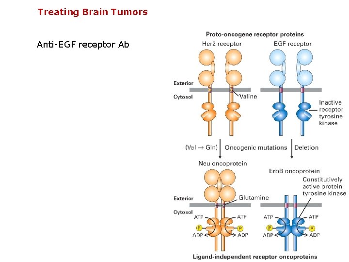 Treating Brain Tumors Anti-EGF receptor Ab 