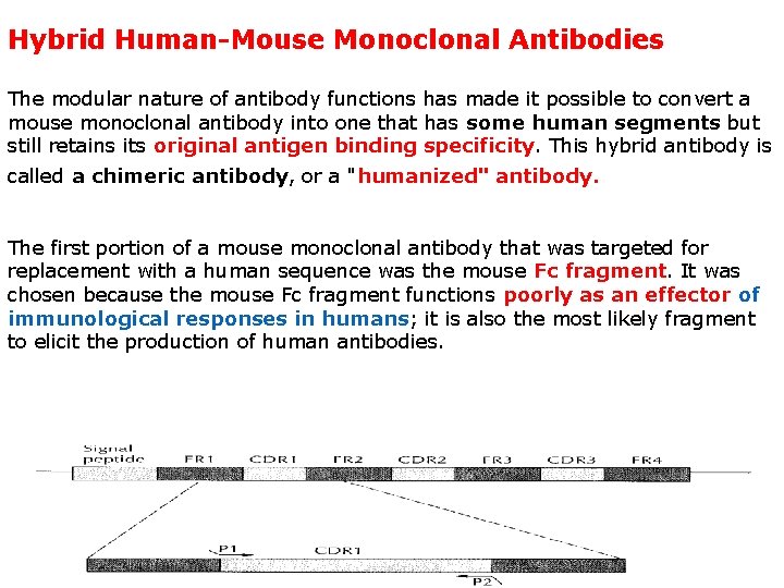 Hybrid Human-Mouse Monoclonal Antibodies The modular nature of antibody functions has made it possible