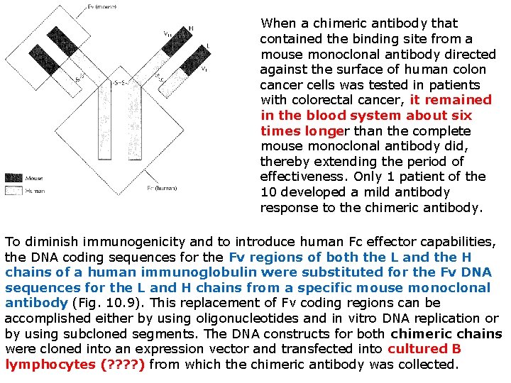 When a chimeric antibody that contained the binding site from a mouse monoclonal antibody