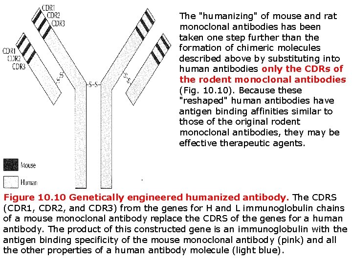 The "humanizing" of mouse and rat monoclonal antibodies has been taken one step further