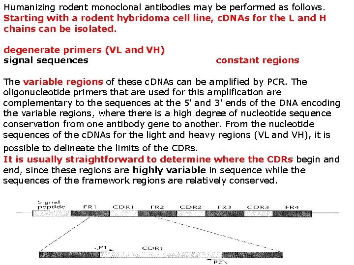 Humanizing rodent monoclonal antibodies may be performed as follows. Starting with a rodent hybridoma