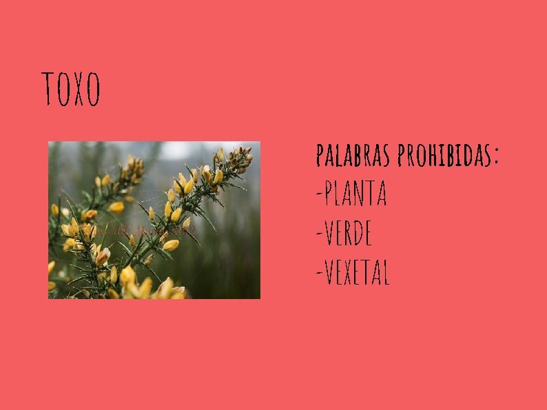 toxo palabras prohibidas: -PLANTA -VERDE -VEXETAL 