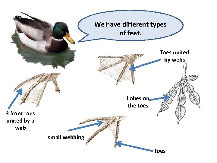 We have different types of feet. Toes united by webs Lobes on the toes