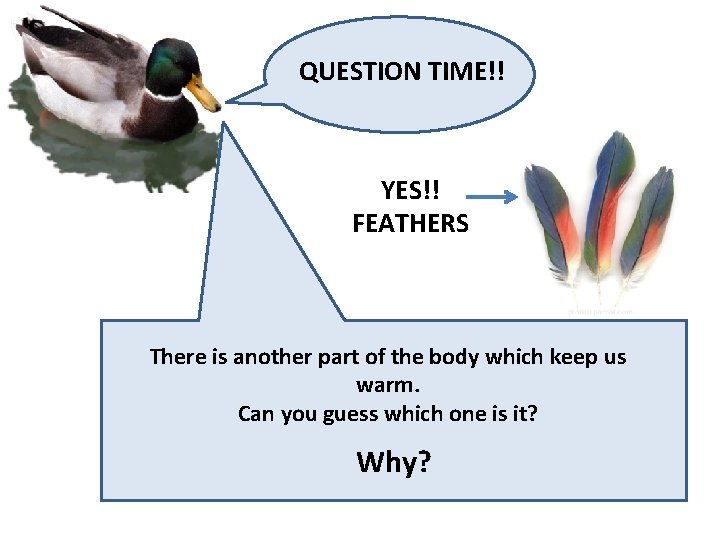 QUESTION TIME!! YES!! FEATHERS There is another part of the body which keep us