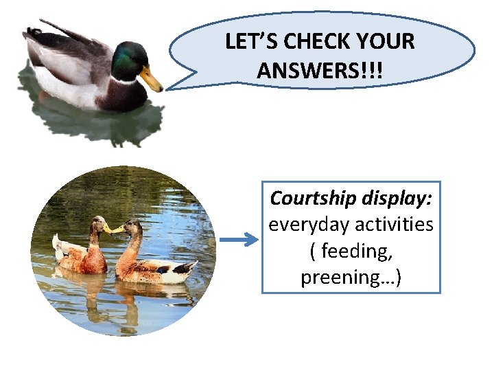 LET’S CHECK YOUR ANSWERS!!! Courtship display: everyday activities ( feeding, preening…) 