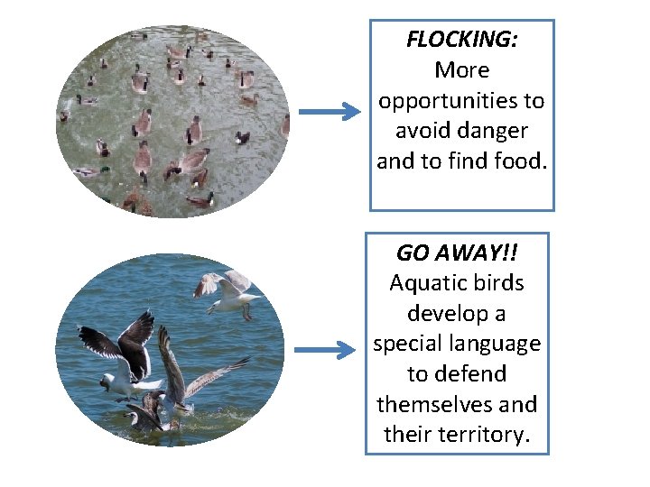 FLOCKING: More opportunities to avoid danger and to find food. GO AWAY!! Aquatic birds