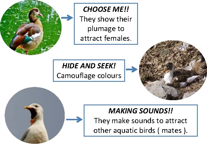 CHOOSE ME!! They show their plumage to attract females. HIDE AND SEEK! Camouflage colours