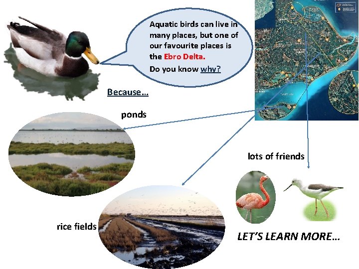 Aquatic birds can live in many places, but one of our favourite places is