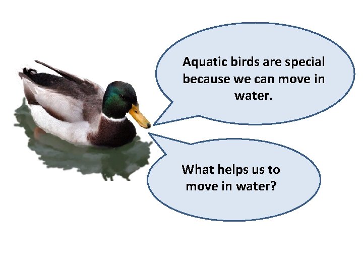 Aquatic birds are special because we can move in water. What helps us to