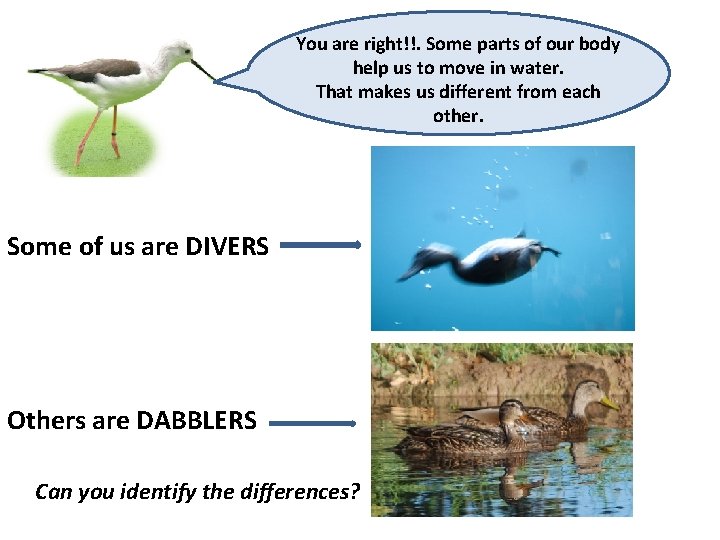You are right!!. Some parts of our body help us to move in water.