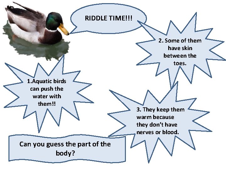 RIDDLE TIME!!! 2. Some of them have skin between the toes. 1. Aquatic birds