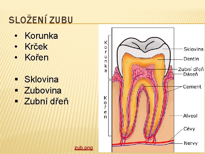 SLOŽENÍ ZUBU • Korunka • Krček • Kořen § Sklovina § Zubní dřeň zub.