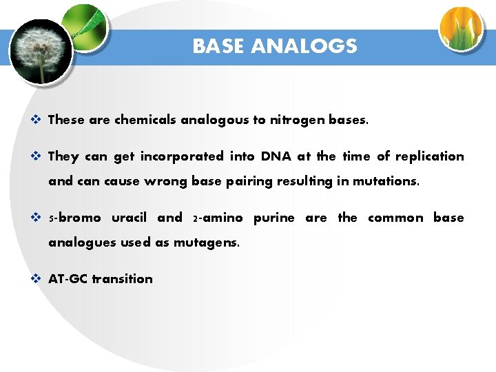 BASE ANALOGS v These are chemicals analogous to nitrogen bases. v They can get