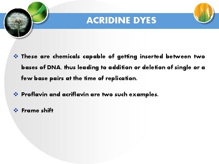 ACRIDINE DYES v These are chemicals capable of getting inserted between two bases of