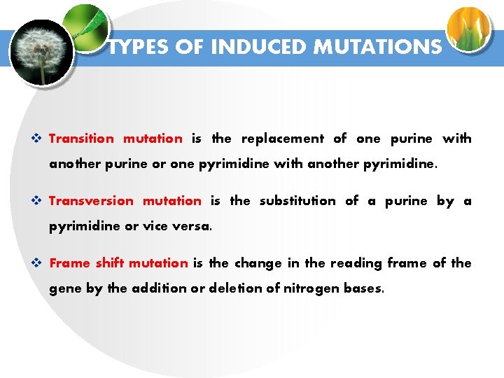 TYPES OF INDUCED MUTATIONS v Transition mutation is the replacement of one purine with