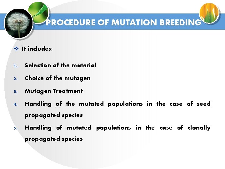 PROCEDURE OF MUTATION BREEDING v It includes: 1. Selection of the material 2. Choice