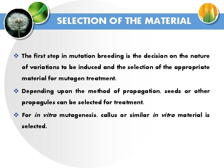 SELECTION OF THE MATERIAL v The first step in mutation breeding is the decision