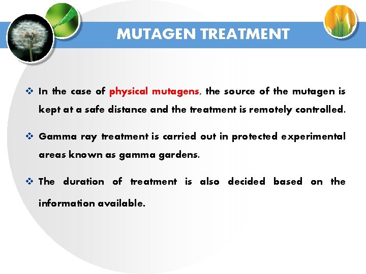 MUTAGEN TREATMENT v In the case of physical mutagens, the source of the mutagen