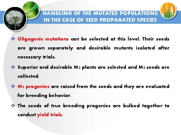 HANDLING OF THE MUTATED POPULATIONS IN THE CASE OF SEED PROPAGATED SPECIES v Oligogenic