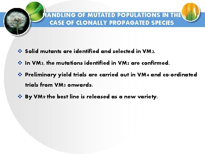 HANDLING OF MUTATED POPULATIONS IN THE CASE OF CLONALLY PROPAGATED SPECIES v Solid mutants