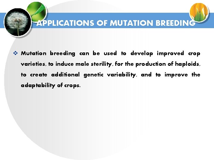 APPLICATIONS OF MUTATION BREEDING v Mutation breeding can be used to develop improved crop