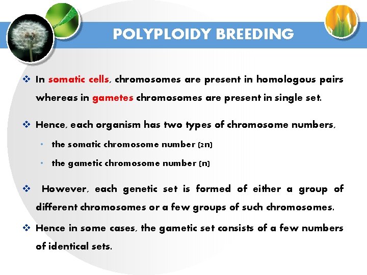 POLYPLOIDY BREEDING v In somatic cells, chromosomes are present in homologous pairs whereas in