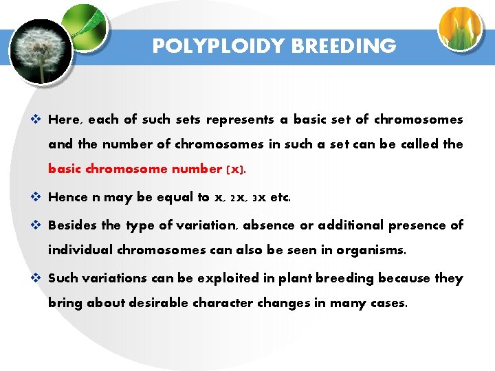 POLYPLOIDY BREEDING v Here, each of such sets represents a basic set of chromosomes