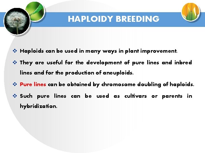 HAPLOIDY BREEDING v Haploids can be used in many ways in plant improvement. v