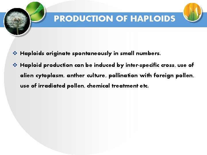 PRODUCTION OF HAPLOIDS v Haploids originate spontaneously in small numbers. v Haploid production can