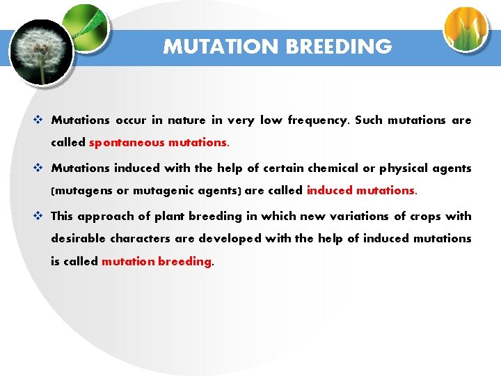 MUTATION BREEDING v Mutations occur in nature in very low frequency. Such mutations are