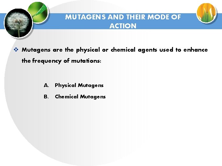 MUTAGENS AND THEIR MODE OF ACTION v Mutagens are the physical or chemical agents