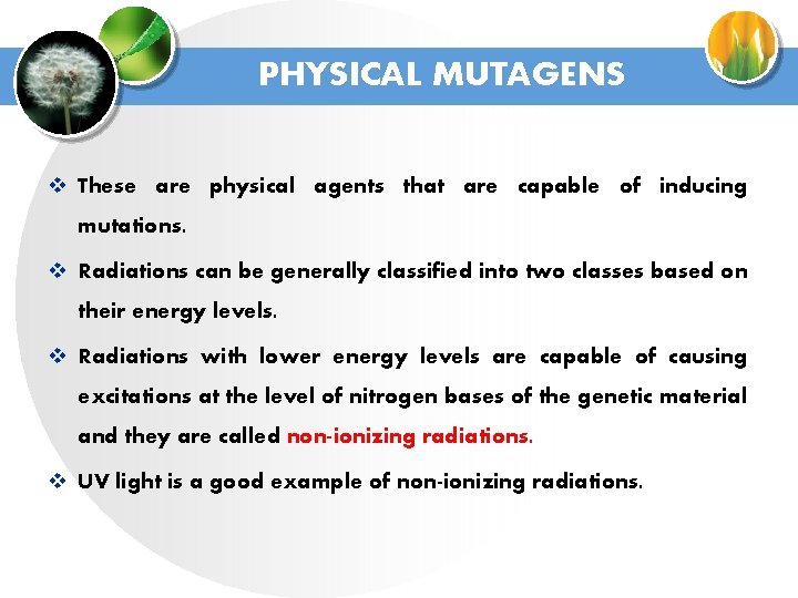 PHYSICAL MUTAGENS v These are physical agents that are capable of inducing mutations. v