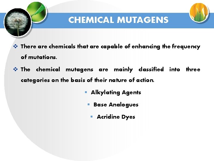 CHEMICAL MUTAGENS v There are chemicals that are capable of enhancing the frequency of