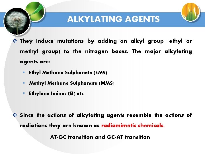 ALKYLATING AGENTS v They induce mutations by adding an alkyl group (ethyl or methyl